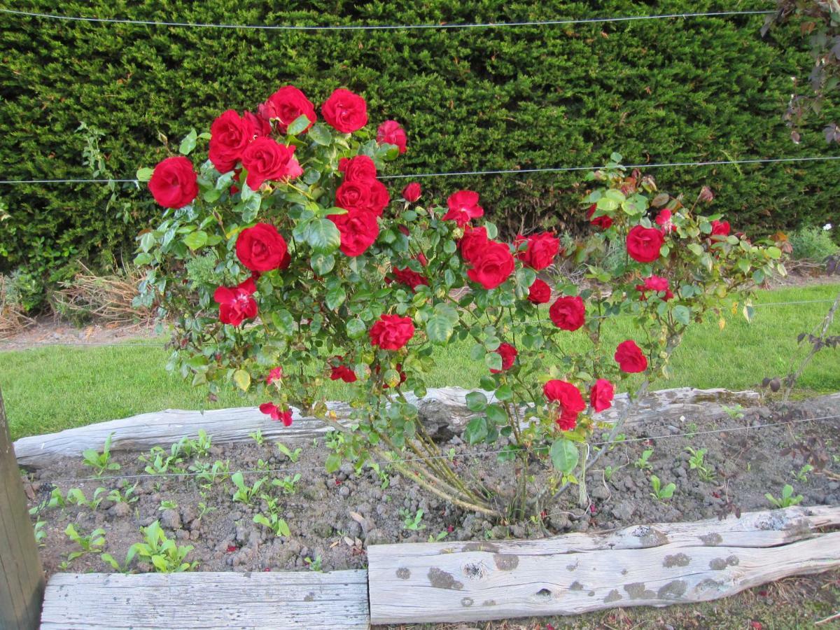 Thyme Out Estate Bed and Breakfast Halcombe Exteriör bild